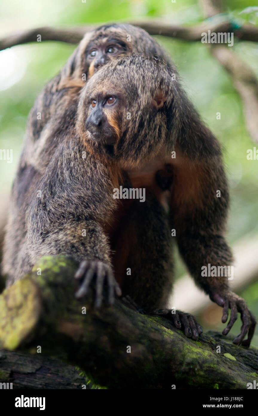 Siamang (Symphalangus syndactylus), mâle adulte sur un arbre Banque D'Images
