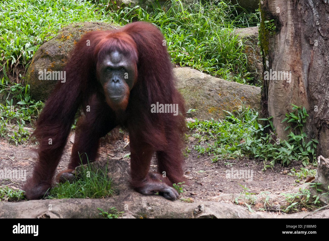 L'orang-outan de Sumatra, parc national de Gunung Leuser, orang-outan de Sumatra, en Indonésie. mineur, Sarawak, Bornéo, Malaisie Banque D'Images