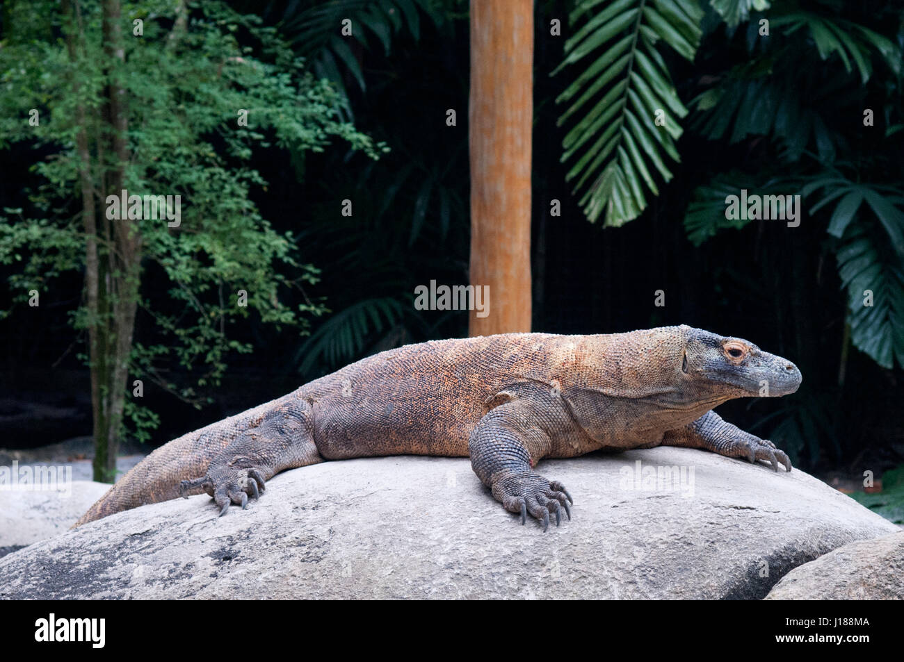 Dragon de Komodo (Varanus komodoensis). Banque D'Images
