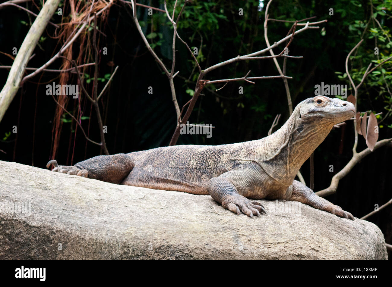 Dragon de Komodo (Varanus komodoensis). Banque D'Images