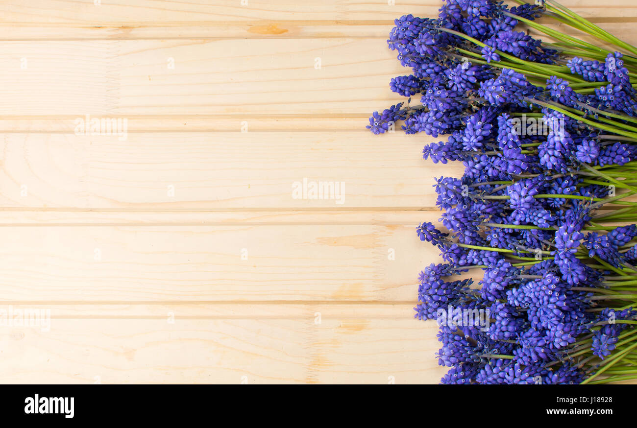 Fleurs de jacinthe sur une planche en bois avec copyspace Banque D'Images