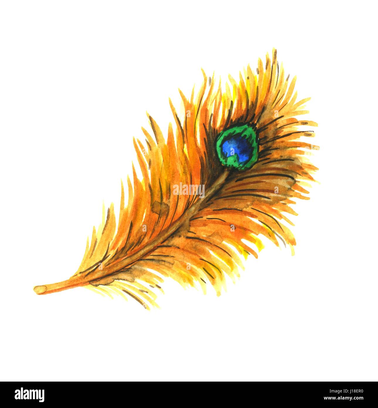 Plume de paon. Illustration à l'aquarelle Banque D'Images