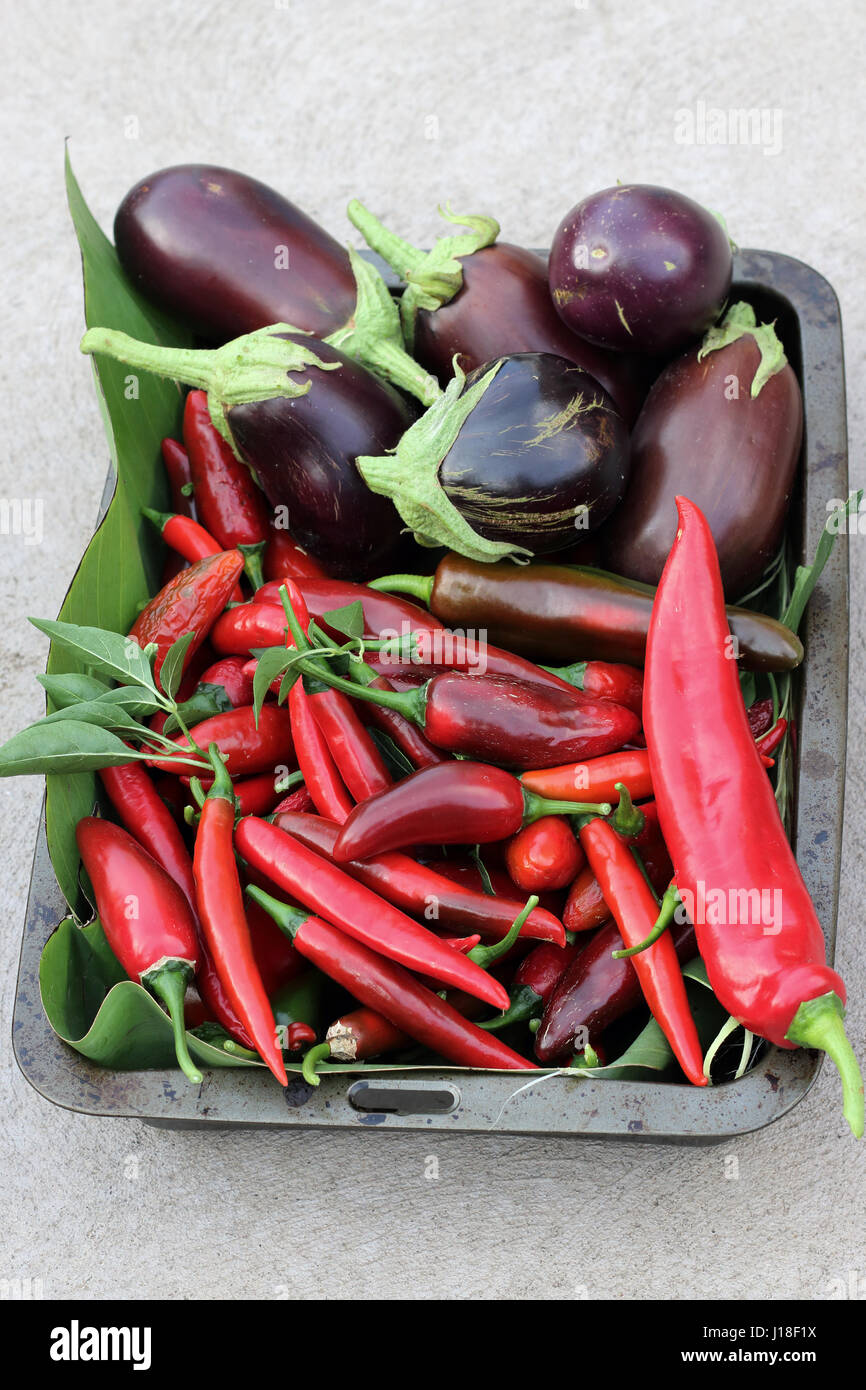 Maison fraîchement cueillis Black Beauty aubergines et piments Banque D'Images