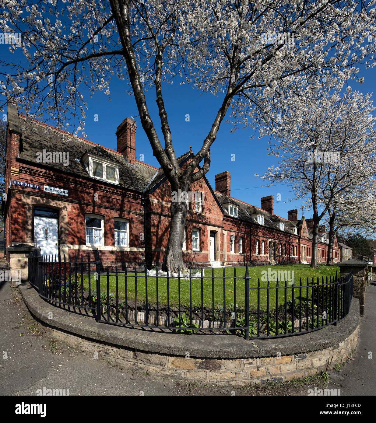 Cherry Blossom trees in Newburn village, Newcastle upon Tyne, Angleterre du Nord-Est, Angleterre, Royaume-Uni Banque D'Images