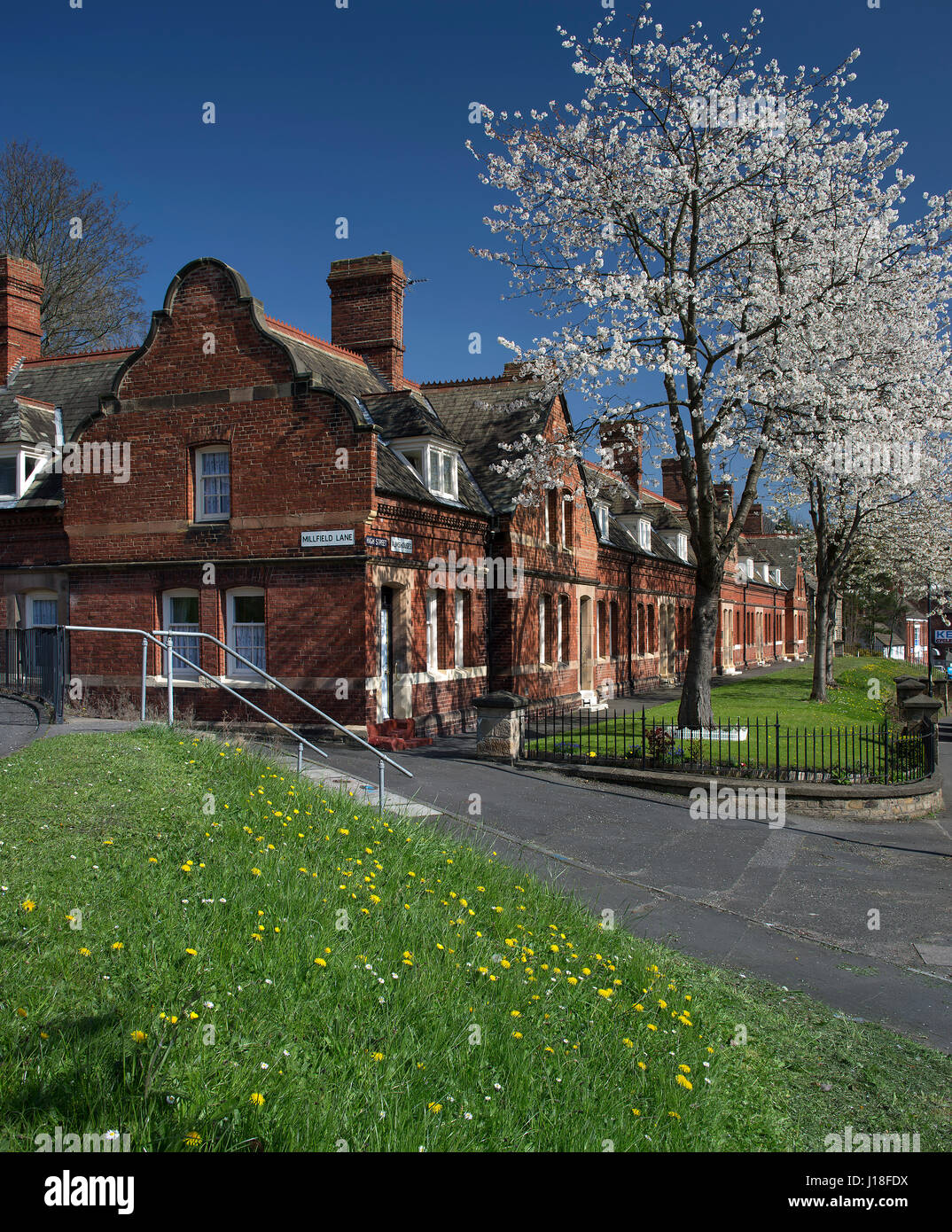 Cherry Blossom trees in Newburn village, Newcastle upon Tyne, Angleterre du Nord-Est, Angleterre, Royaume-Uni Banque D'Images