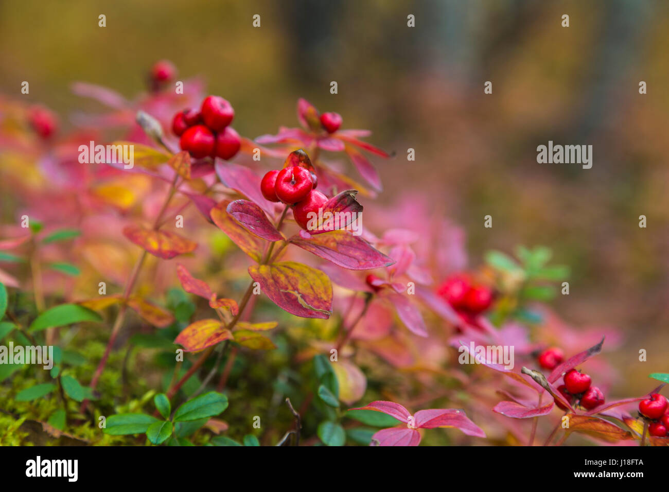 La photo en gros plan de dwarf cornel, le cornouiller, le cornouiller du Canada en couleurs de l'automne, Gällviare, en Laponie suédoise, Suède Banque D'Images