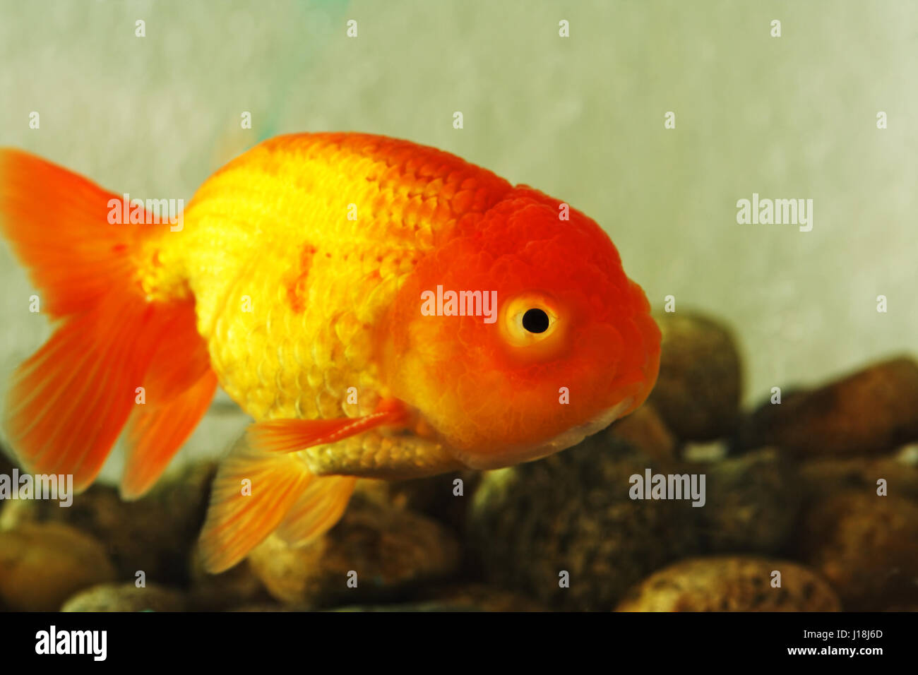 Poisson rouge tête de lion Banque D'Images