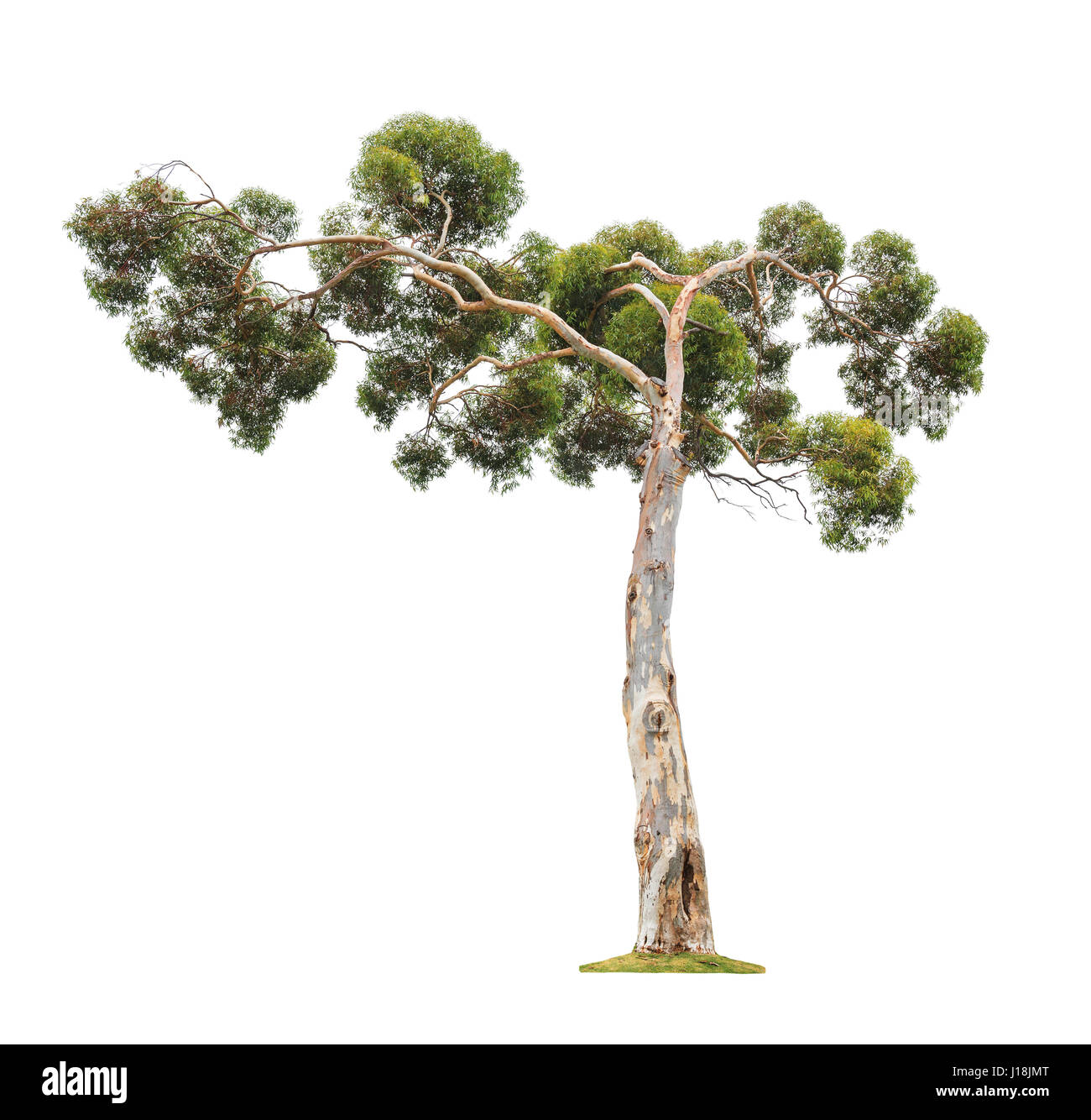 Beau vert ancien et grand arbre eucalyptus asymétrique avec couronne isolé sur fond blanc Banque D'Images