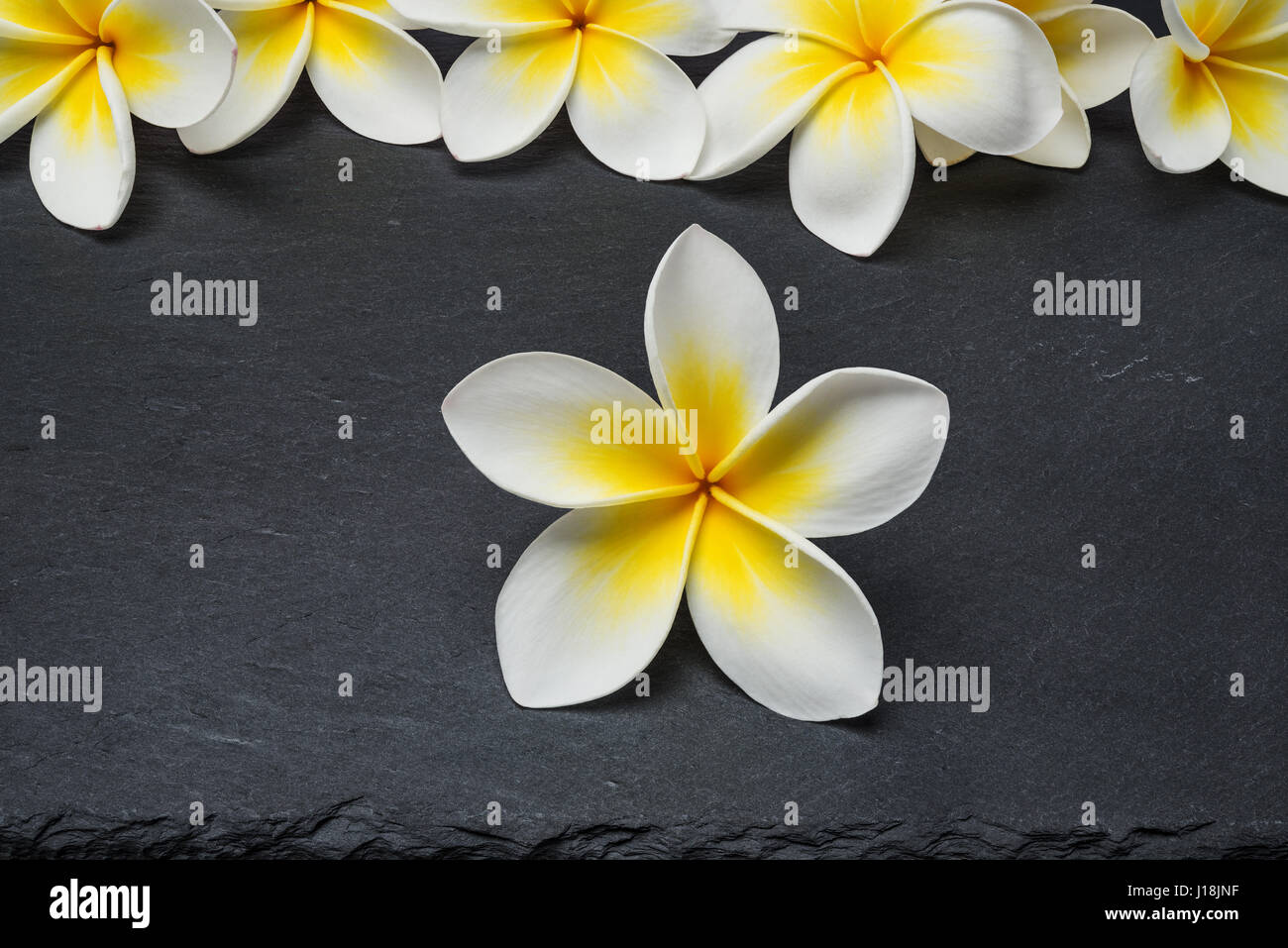 Frangipani Spa blanc plumeria fleurs sur fond ardoise noire Banque D'Images