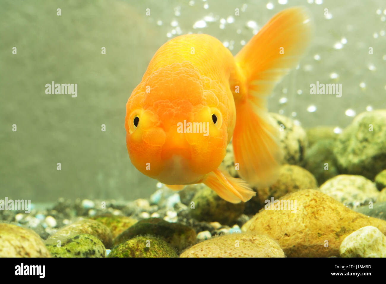 Une tête de lion à l'intérieur d'un aquarium de poissons rouges Banque D'Images