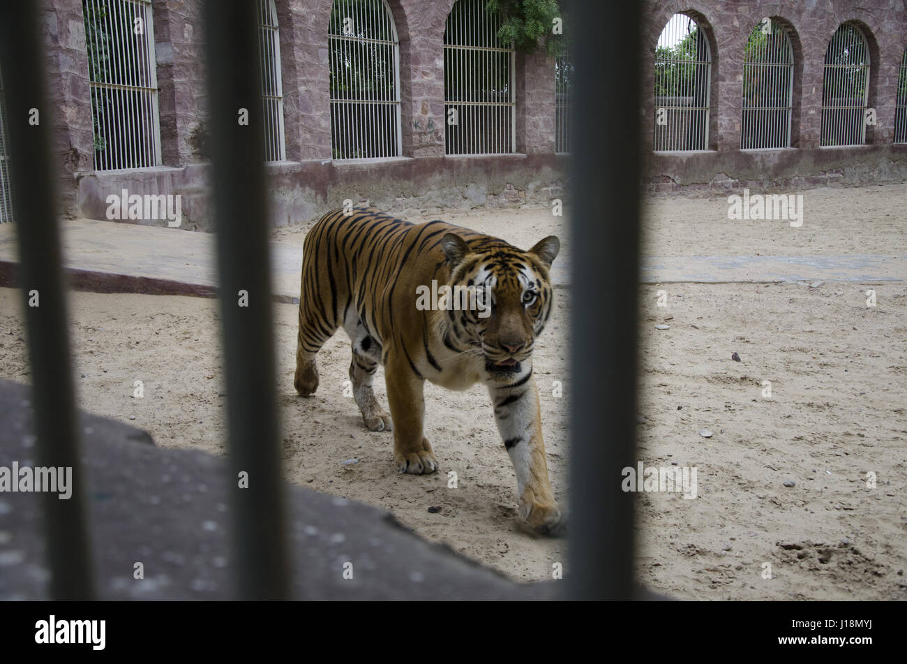 Tiger, Jodhpur, Rajasthan, Inde, Asie Banque D'Images