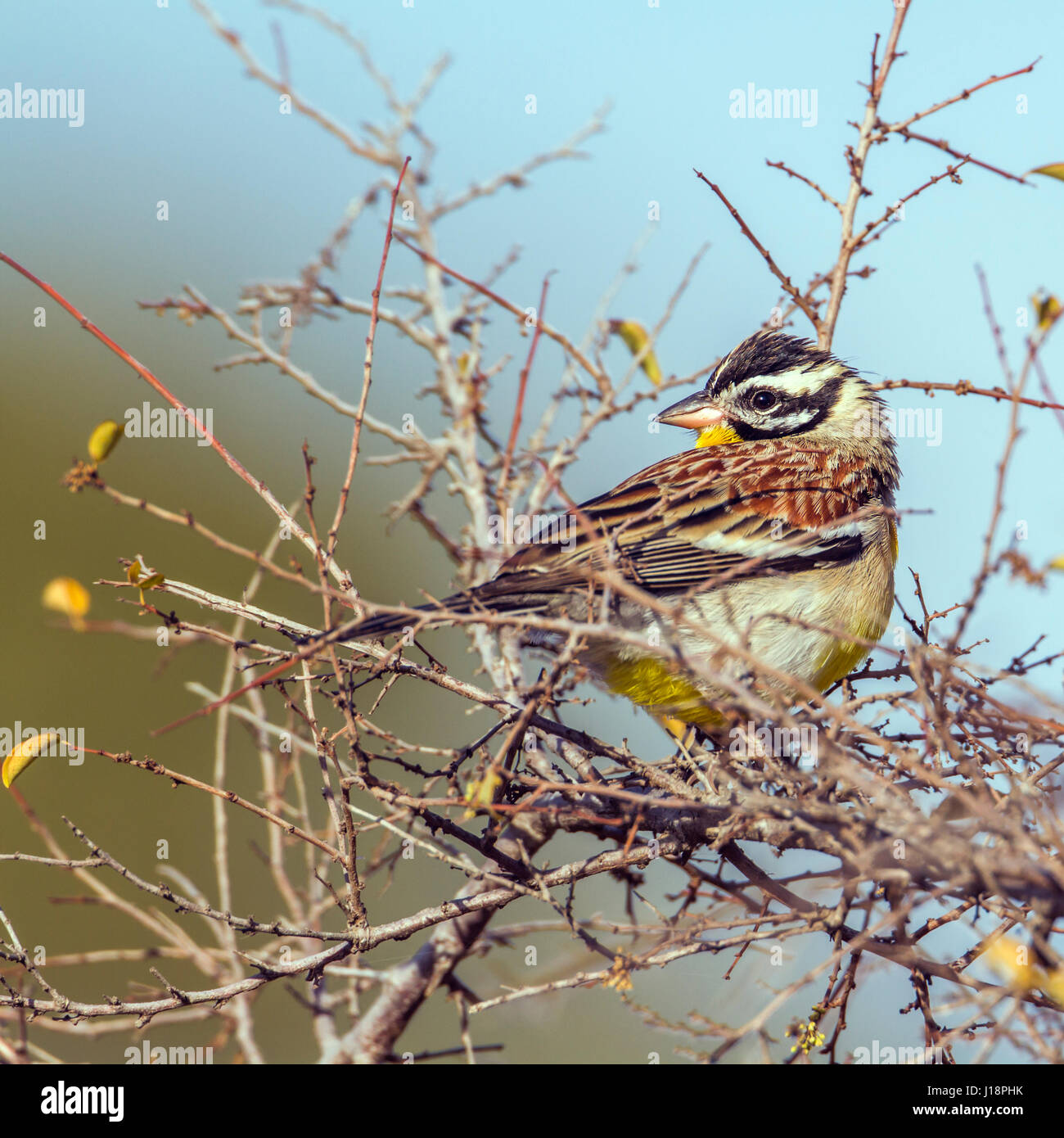 Golden-breasted bunting africaine en Kruger National Park, Afrique du Sud ; Espèce Fringillaria flaviventris famille des Emberizidae Banque D'Images