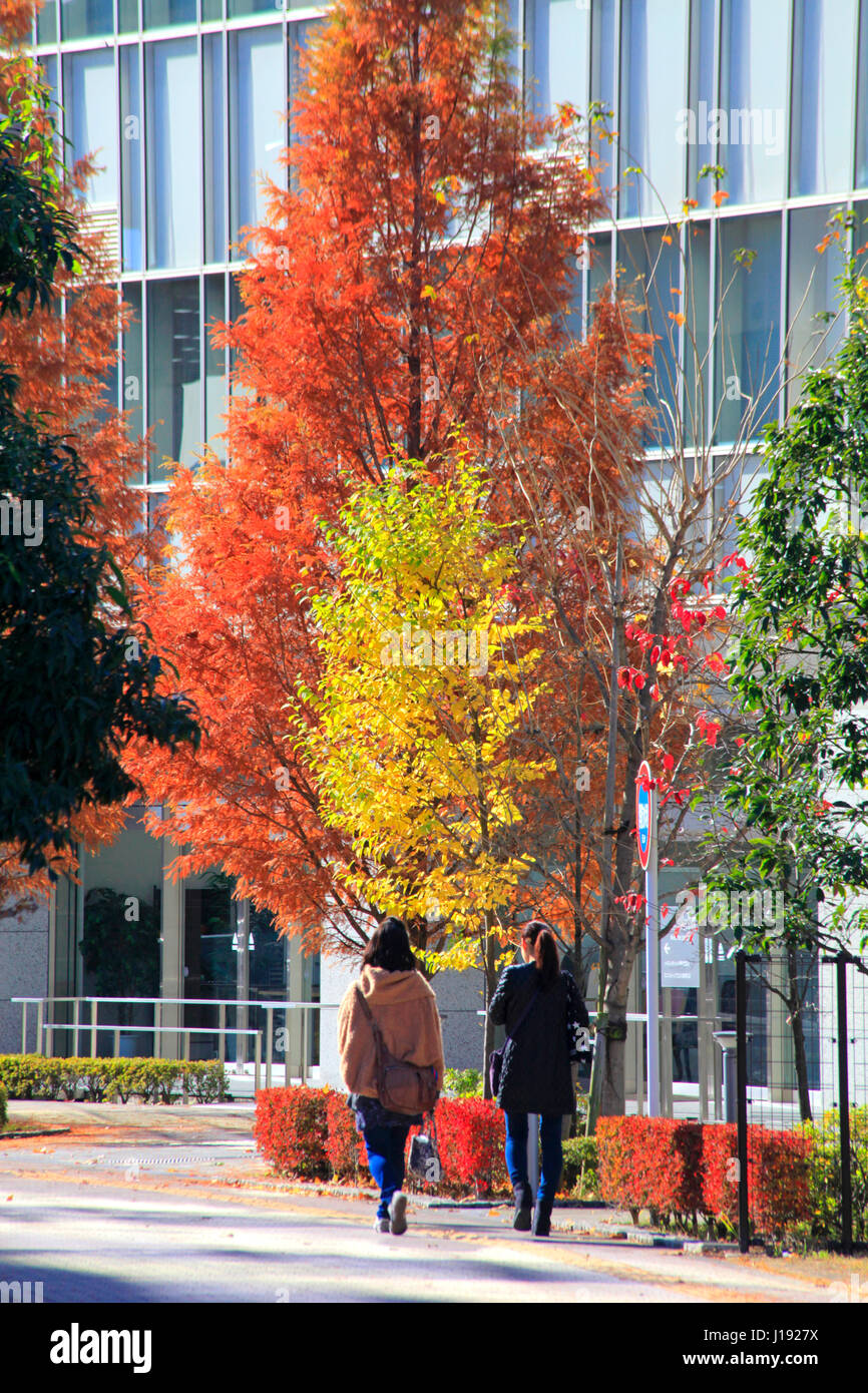 Feuillage d'automne Promenade urbaine Tachikawa city Tokyo Japon Banque D'Images