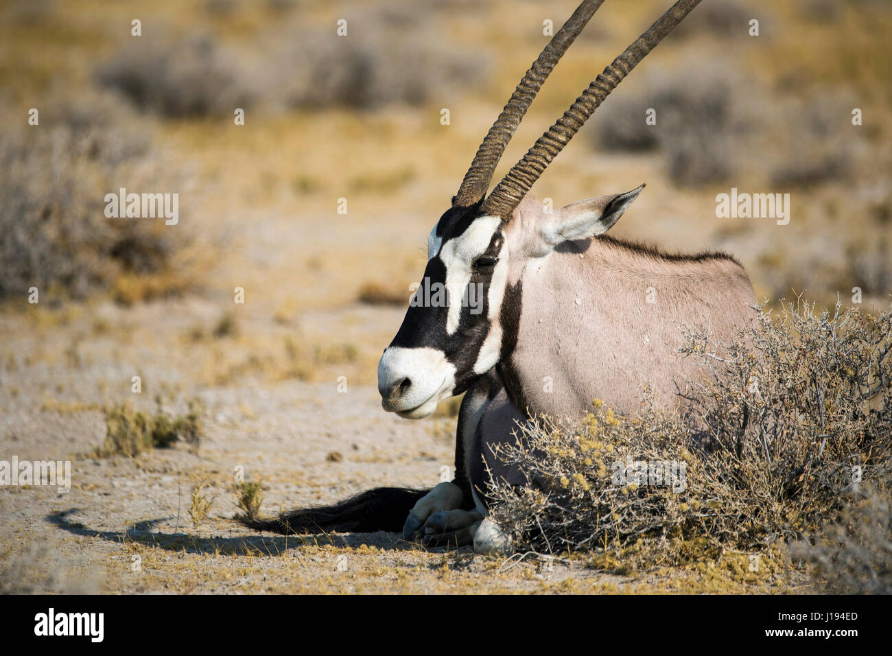 Gemsbok, Oryx d'Afrique du Sud, Oryx gazella gazella, Etosha National Park, Namibie, l'Afrique, par Monika Hrdinova/Dembinsky Assoc Photo Banque D'Images