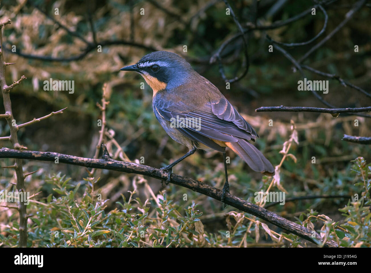 Robin cap-chat (Cossypha caffra), Bouldersbeach, Simonstown, Province de Western Cape, Afrique du Sud Banque D'Images