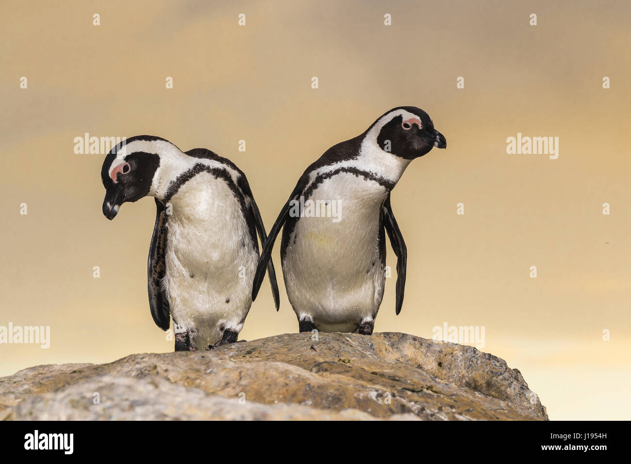 Deux pingouins africains (Spheniscus demersus), paire debout sur rock, Bouldersbeach, Simonstown, Province de Western Cape Banque D'Images