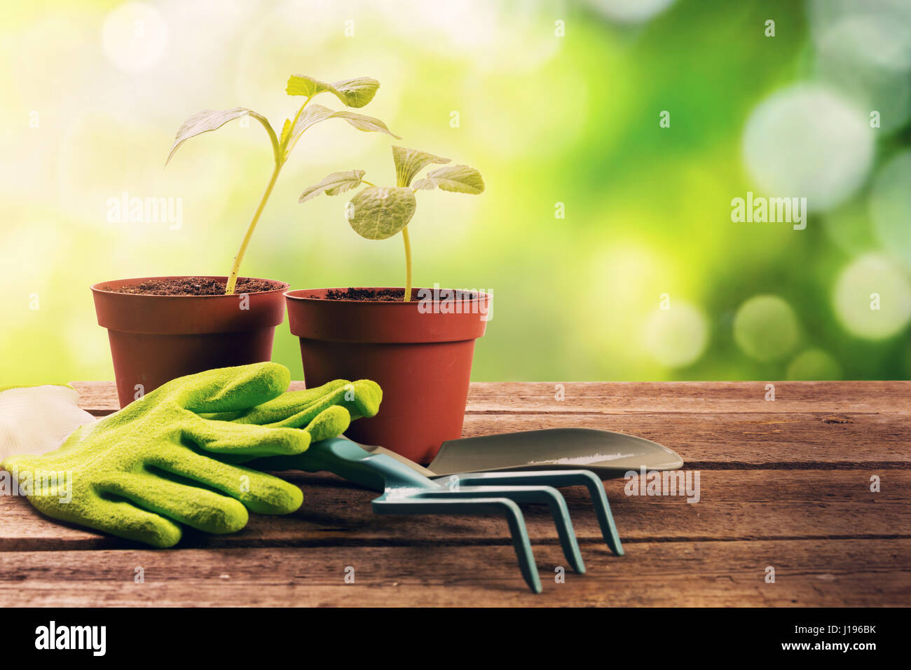 Outils de jardinage et des plantes sur la vieille table en bois dans le jardin Banque D'Images