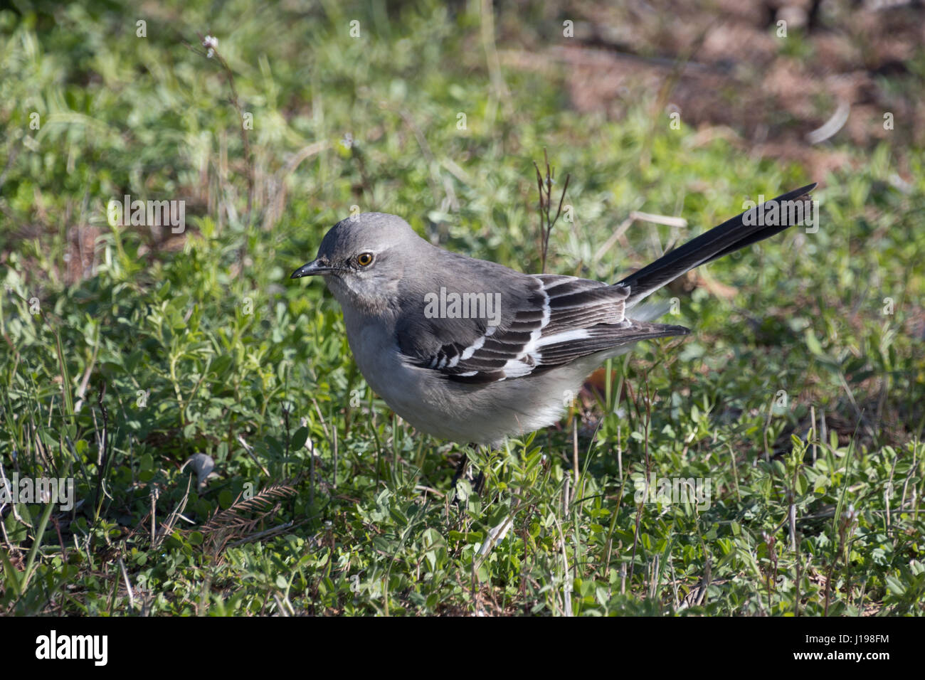 Moqueur polyglotte - New York's state bird Banque D'Images