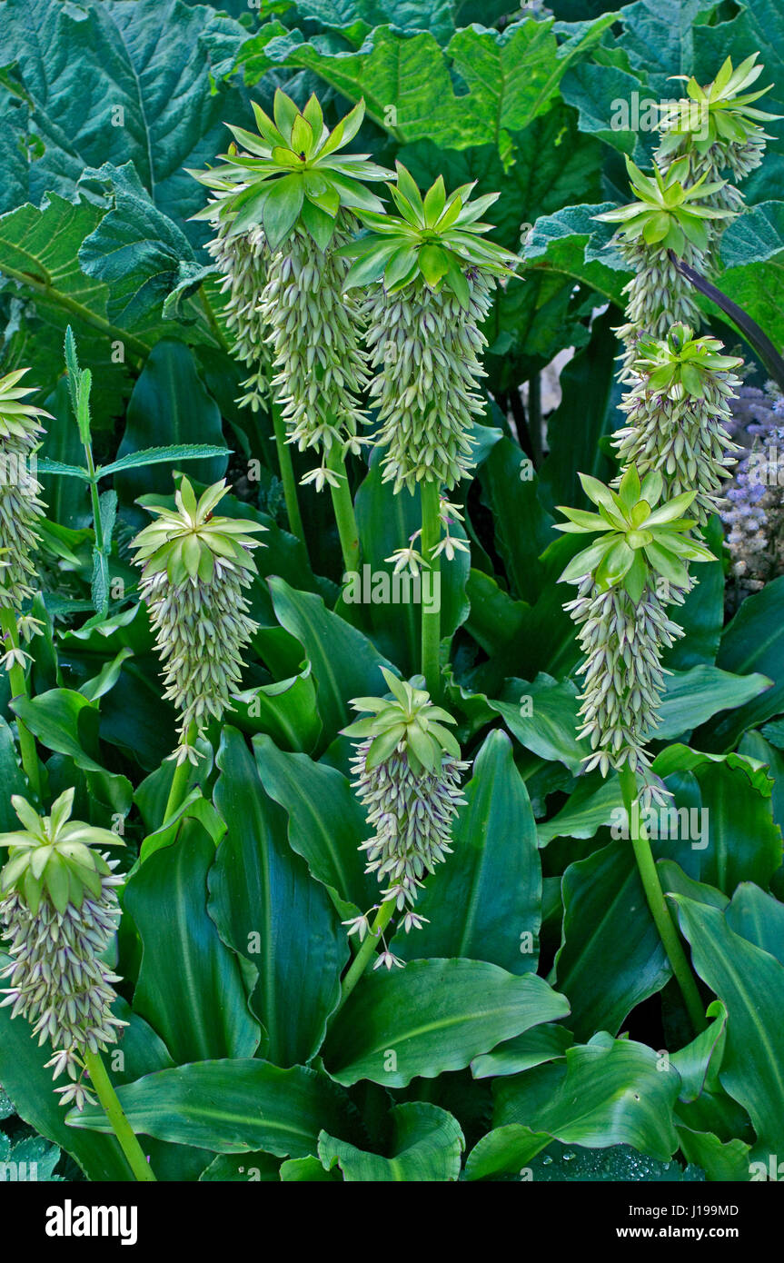 La floraison Eucomis bicolor dans un jardin border Banque D'Images