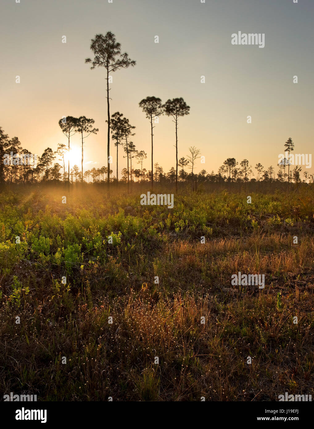 Coucher du soleil illumine le maquis dans un pin du sud de la Floride, dans l'habitat rockland Picayune Strand State Forest, près de Parc National des Everglades. Banque D'Images