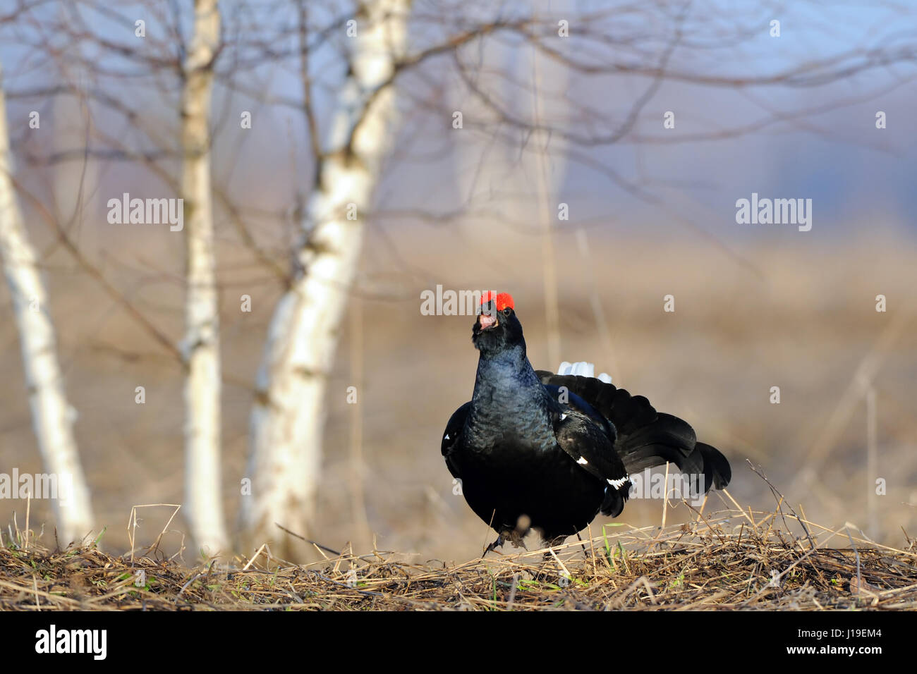 Les tétras (Tetrao tetrix ) au lieu de cour. Yaroslavl region, Russie Banque D'Images