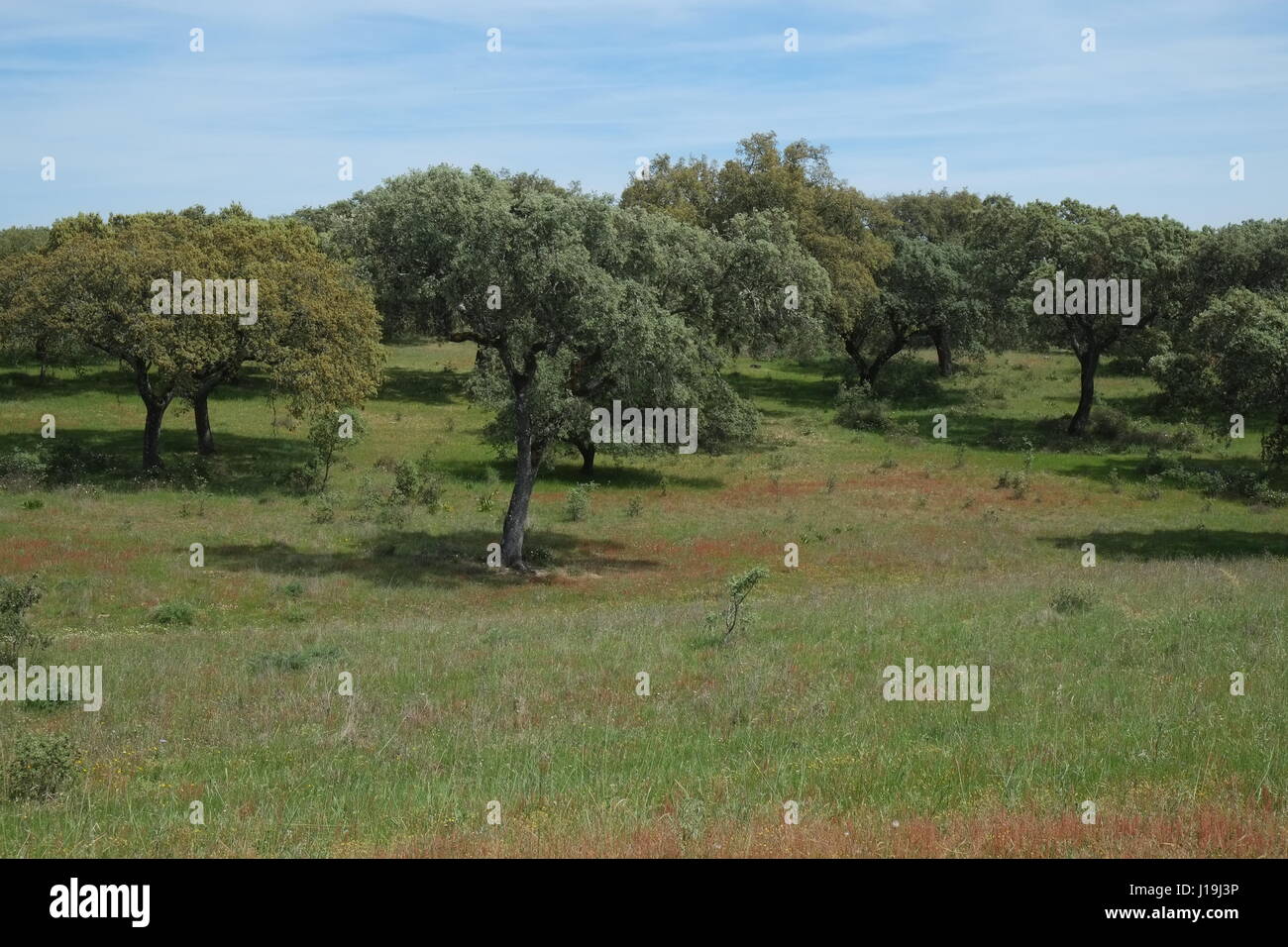 Domaines de l'Alentejo. Portugal Banque D'Images