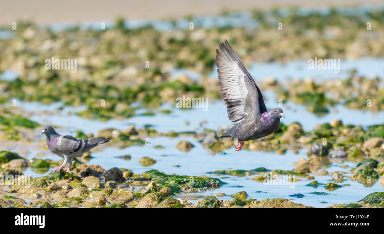 Pigeon (Columba livia domestica), décollant d'une plage et s'envoler. Ville AKA Pigeon, pigeon domestique, Pigeon Colombe Ville, commun. Banque D'Images