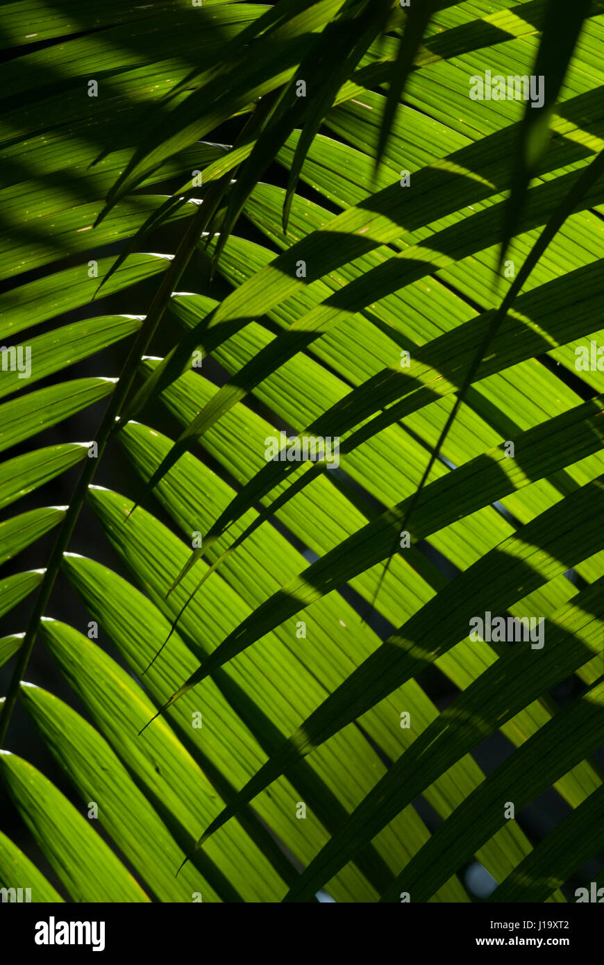 L'alternance de soleil et d'ombre de lumière qui passe à travers les feuilles de palmier Açaï Banque D'Images