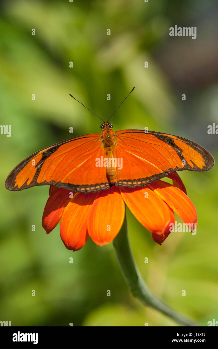 Julia Butterfly (Dryas iulia) se nourrissant de nectar d'une fleur de couleur orange avec des ailes à l'horizontale Banque D'Images