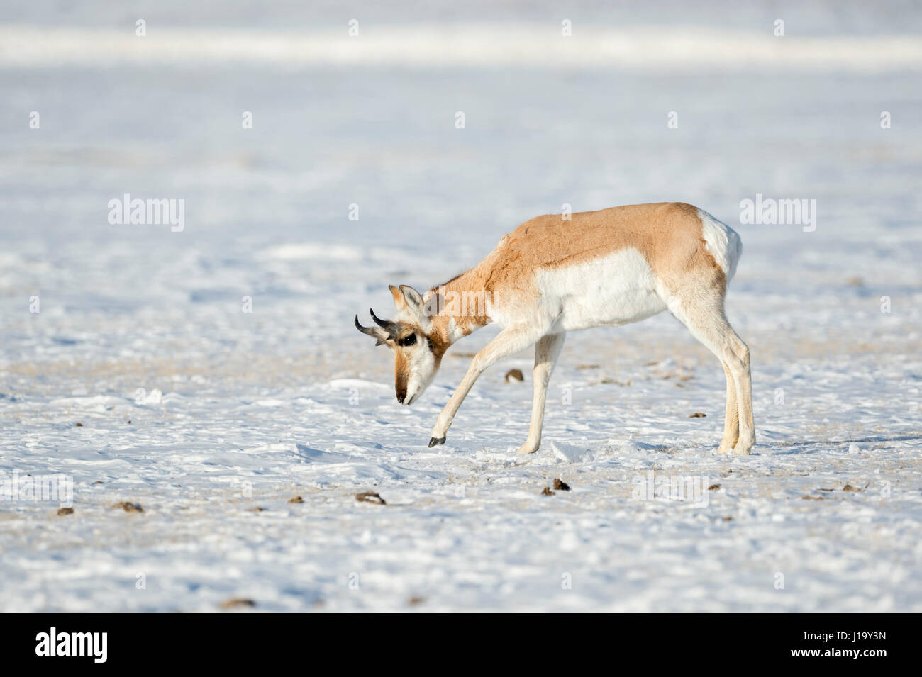 ( Gabelbock / l'antilocapre Antilocapra americana ) / Gabelantilope, en hiver, la neige, la recherche de nourriture, Yellowstone NP, Montana, USA. Banque D'Images