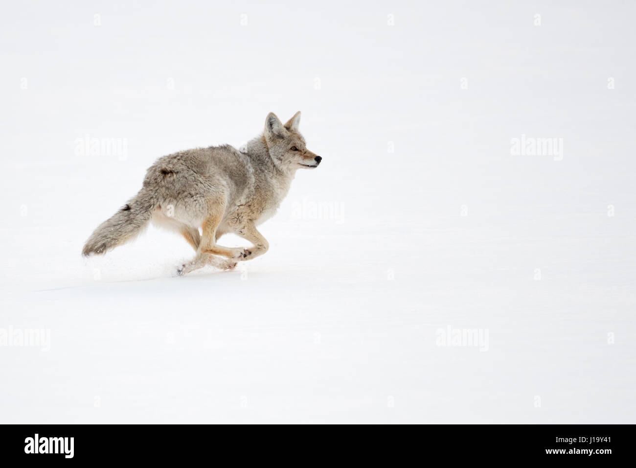 ( Kojote / Coyote Canis latrans ) sur la course, en hiver, la course, fuyant à travers la neige haute, Yellowstone NP, USA. Banque D'Images