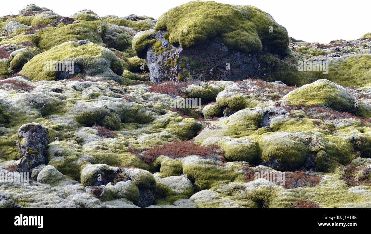La mousse des roches de lave en Islande Banque D'Images