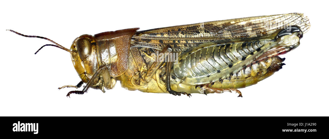 Criquet italien sur fond blanc - Calliptamus italicus (Linnaeus, 1758) Banque D'Images