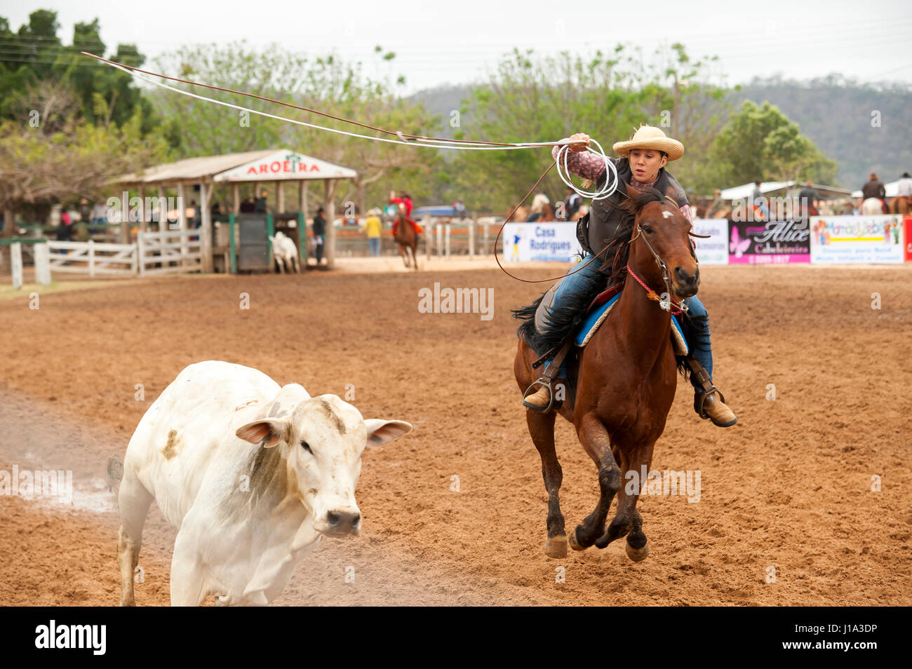 Cowboys essayant de dentelle une vache sur un rodéo, un passe-temps populaire dans le Mato Grosso do Sul, Brésil, ville Bonito Banque D'Images