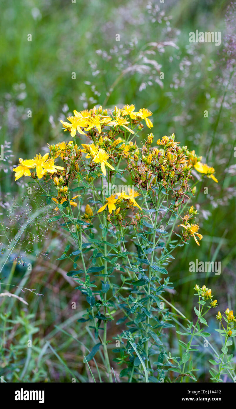 Saint commun millepertuis (Hypericum perforatum) Banque D'Images