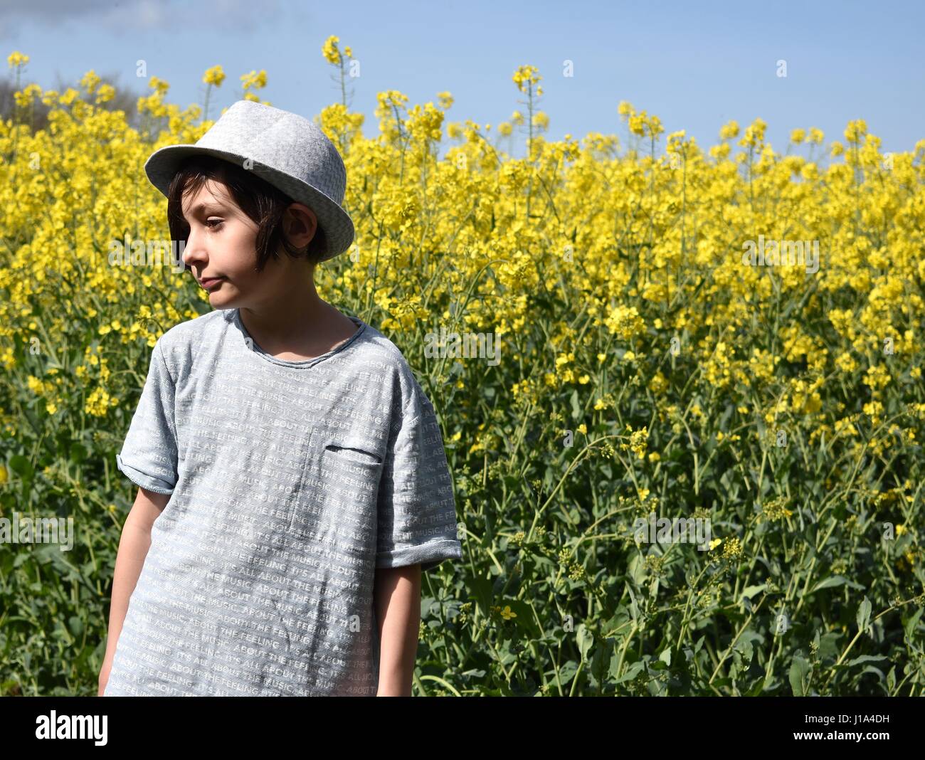 9 ans en champ de canola colza norfolk uk angleterre Banque D'Images