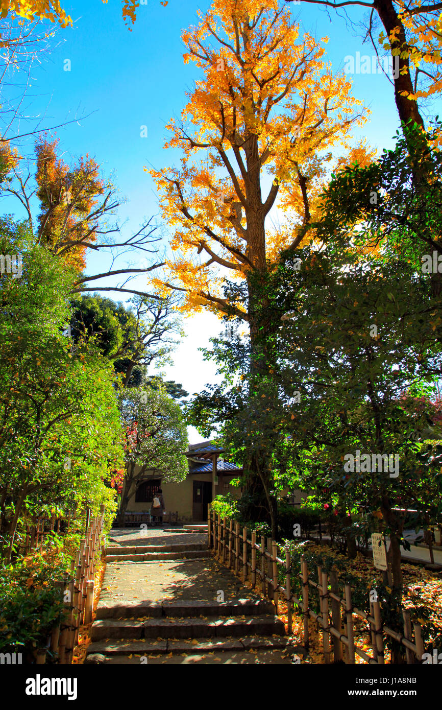 Otaguro Koen Park Autumn Foliage Japon Tokyo Suginami Banque D'Images