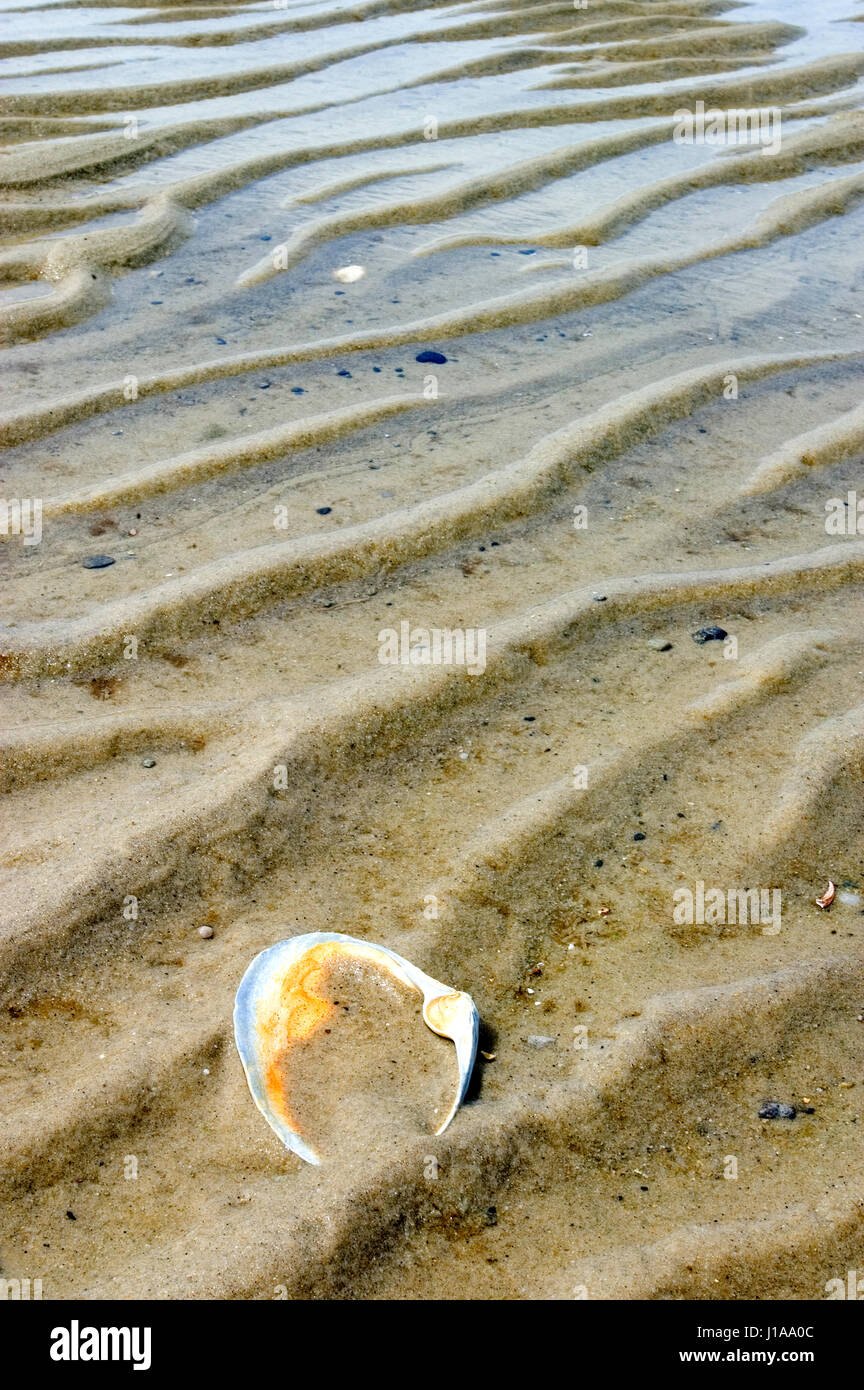 Une coquille dans le sable à Crow's Pasture Beach - East Dennis, Massachusetts à Cape Cod, USA Banque D'Images