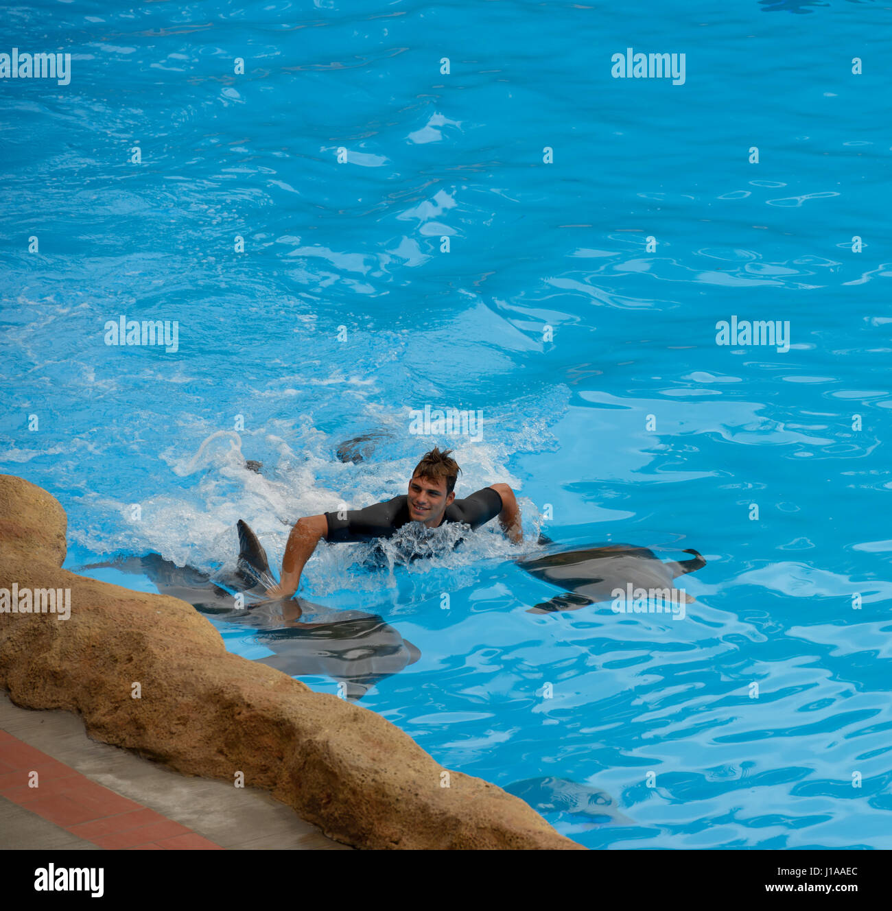 Formateur est montrant nager avec deux dauphins dans l'eau bleu vif de delphinarium de Loro Parc près de Puerto de la Cruz, Tenerife, Canaries, Espagne. Banque D'Images