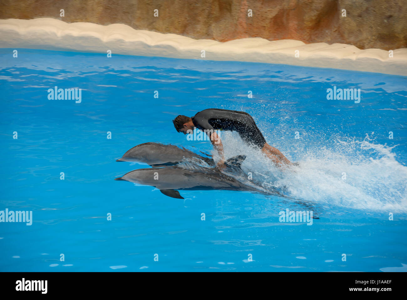 Trainer est rapide avec la natation acrobatique montrant deux dauphins dans l'eau bleu vif de delphinarium de Loro Parc près de Puerto de la Cruz, Tenerife, Canar Banque D'Images