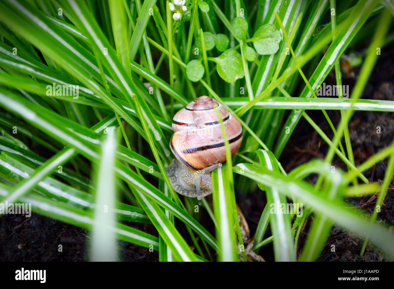 Escargot (Cornu aspersum) dans l'herbe verte Banque D'Images