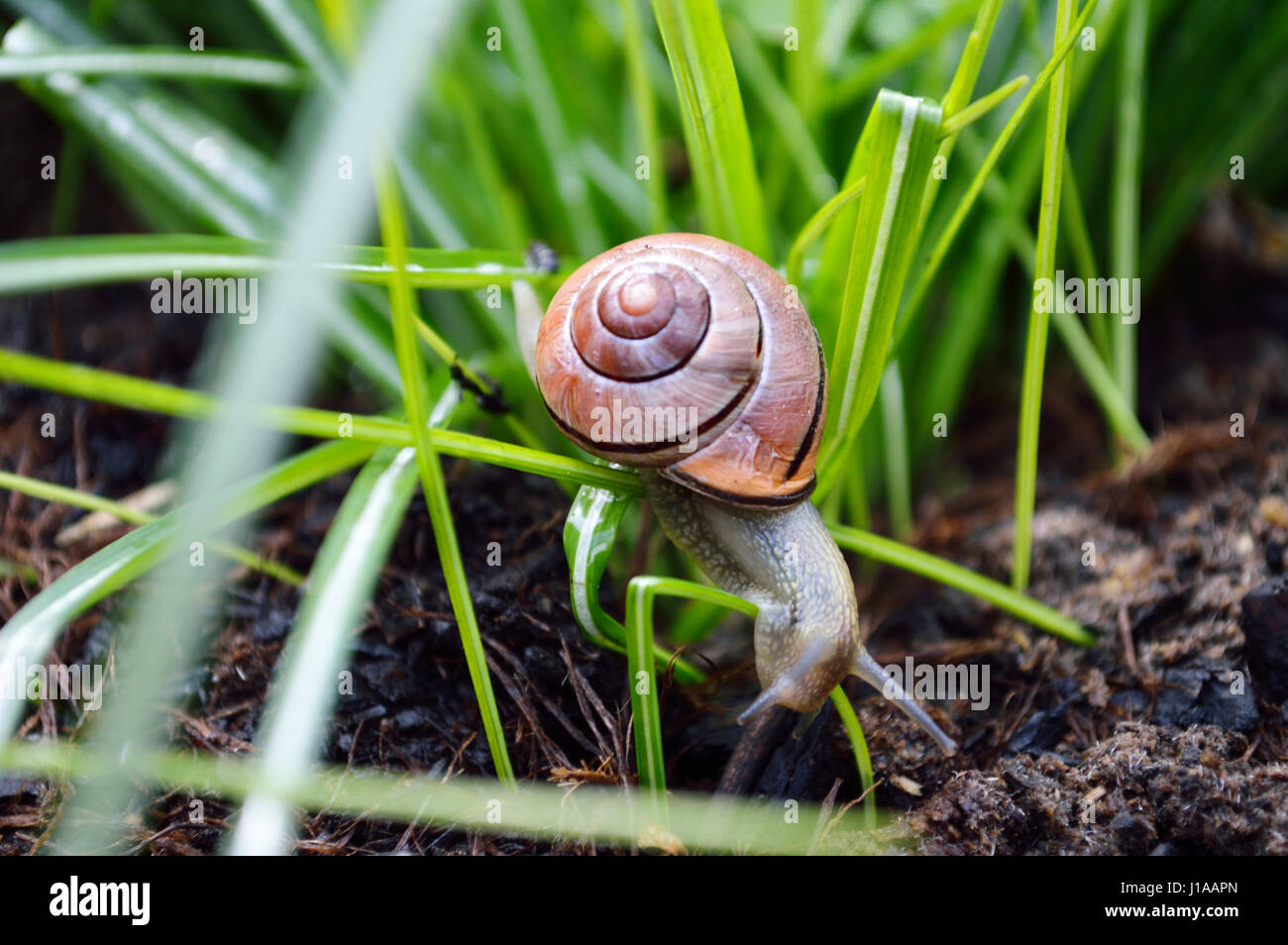 Close up d'un escargot (Cornu aspersum) dans l'herbe verte Banque D'Images
