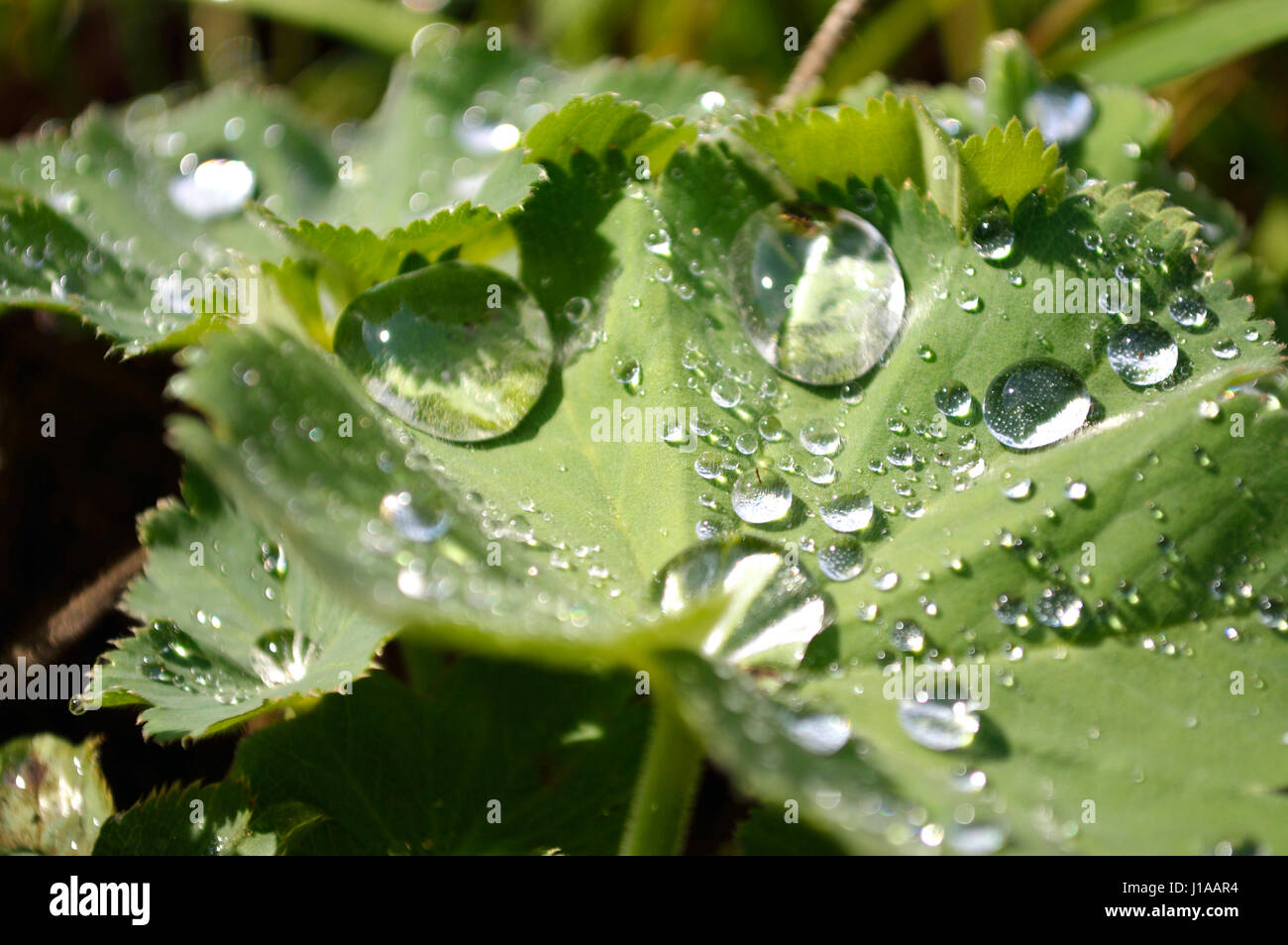 Close-up de gouttelettes d'eau sur un congé dans un jardin vert Banque D'Images