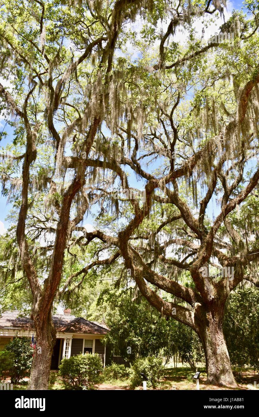 Beau paysage avec de grands chênes couverts de mousse espagnole sur la Plantation Wormsloe à Savannah, Géorgie Banque D'Images