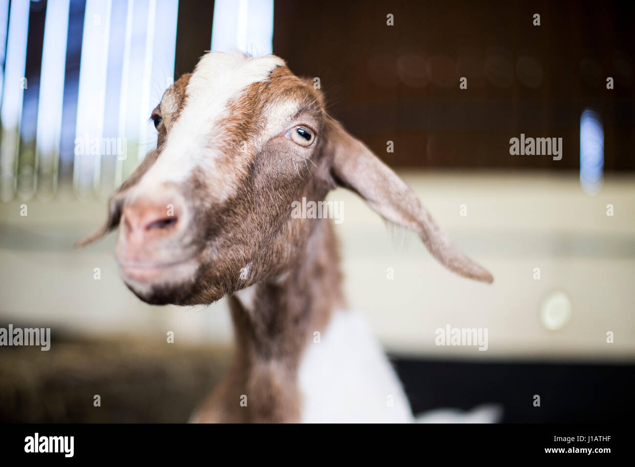 Royaume-uni, Pays de Galles. 18 avril 2017. Close up photographies de plusieurs races de chèvres dans une ferme de la communauté. Banque D'Images