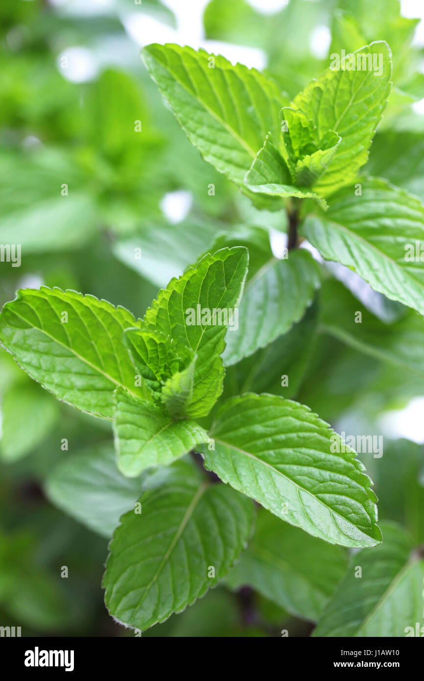 Le Yerba Buena, HIERBA BUENA, mojito menthe, menthe cubaine Banque D'Images