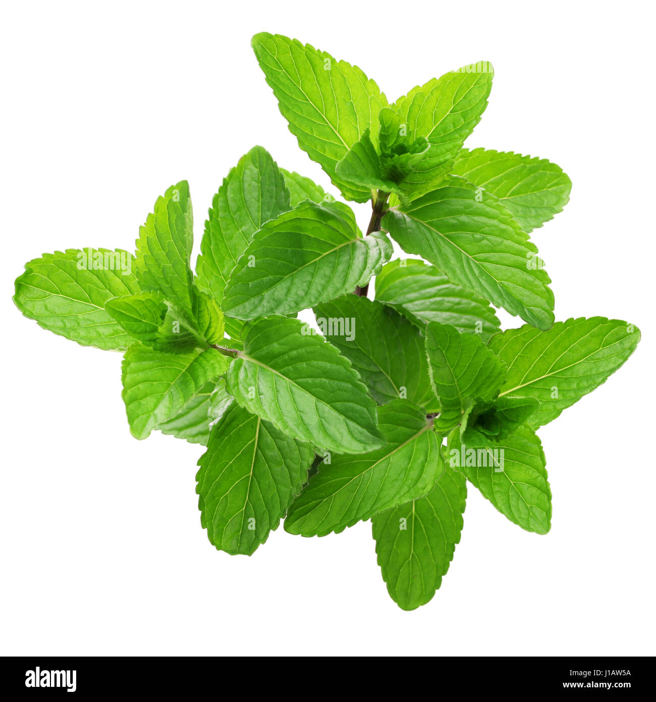 Le Yerba Buena, HIERBA BUENA, mojito menthe, menthe cubaine Banque D'Images