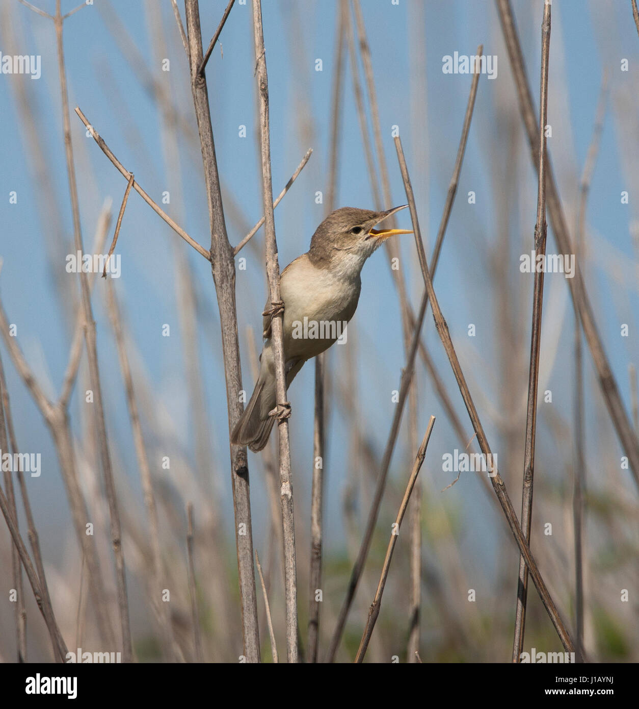 Eastern Olivaceous warbler Hippolais pallida sur territoire à Rhodes Banque D'Images