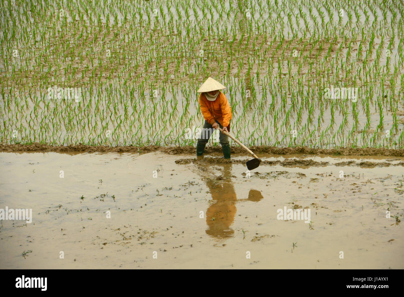 Les villageois vietnamiens travaillant dans les rizières autour de la ville de hải dương Banque D'Images