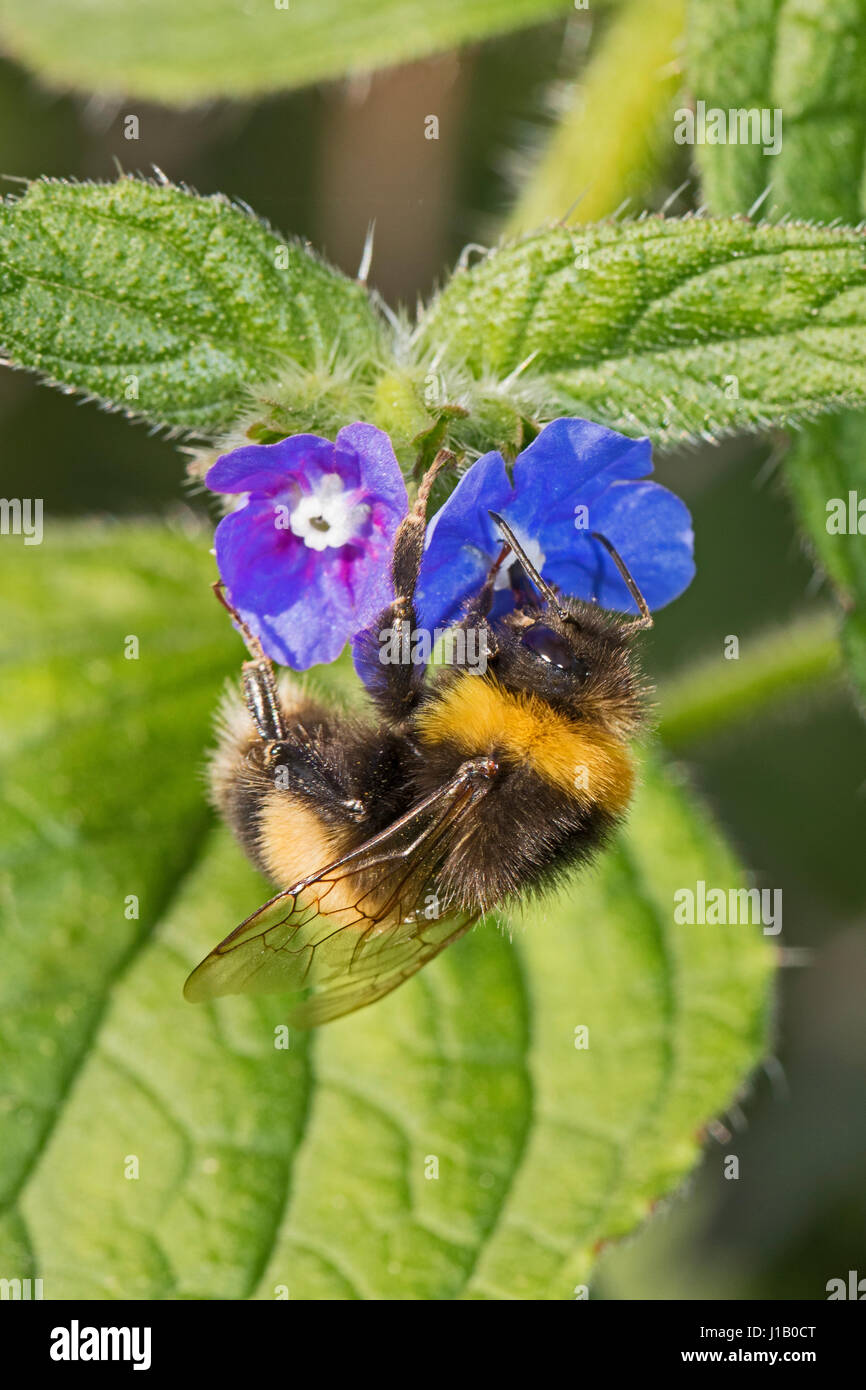 White-tailed Bumblebee se nourrissant de travailleur orcanette vert Banque D'Images